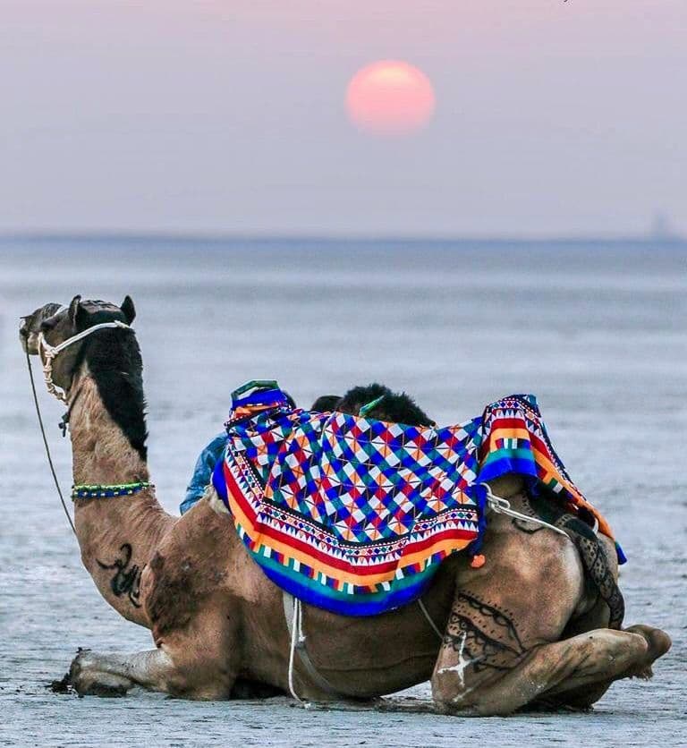 Rann of Kutch, Gujarat