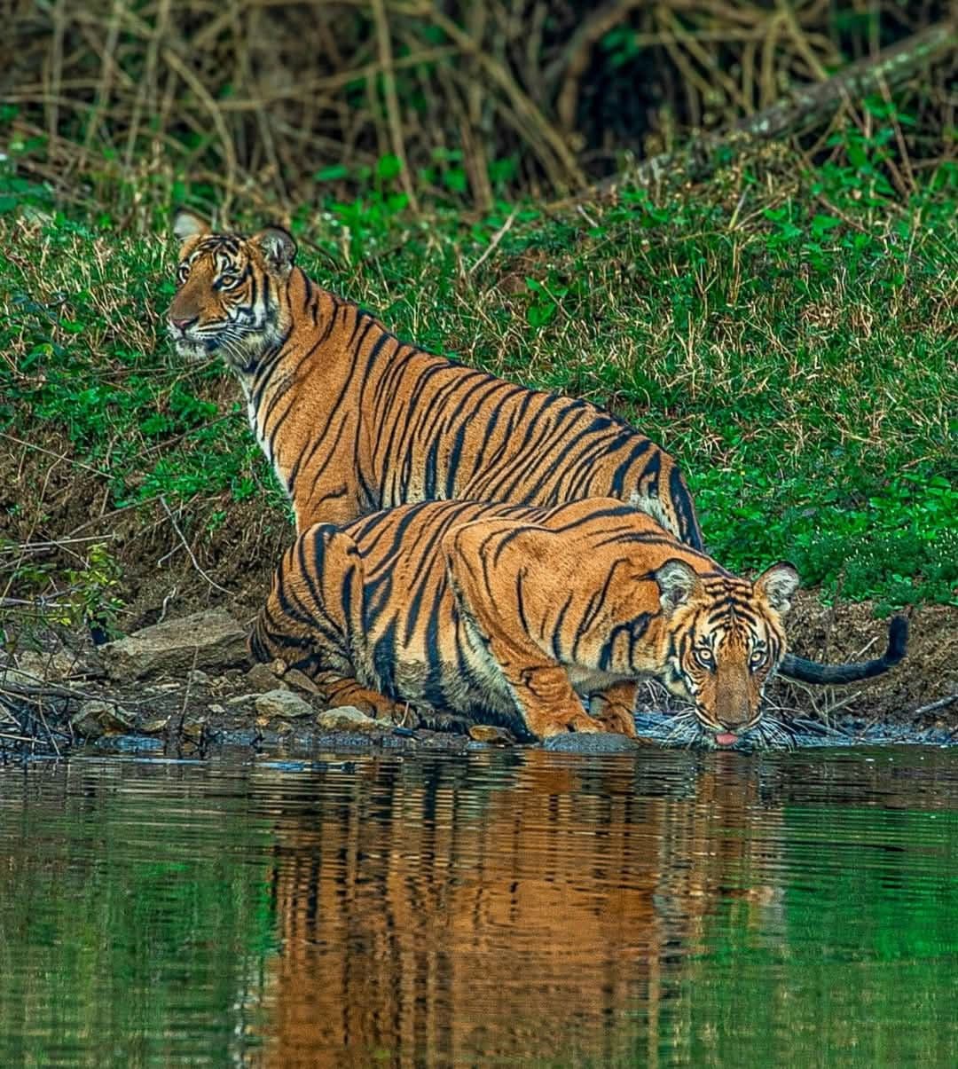 Mangrove waterways of the Sundarbans delta