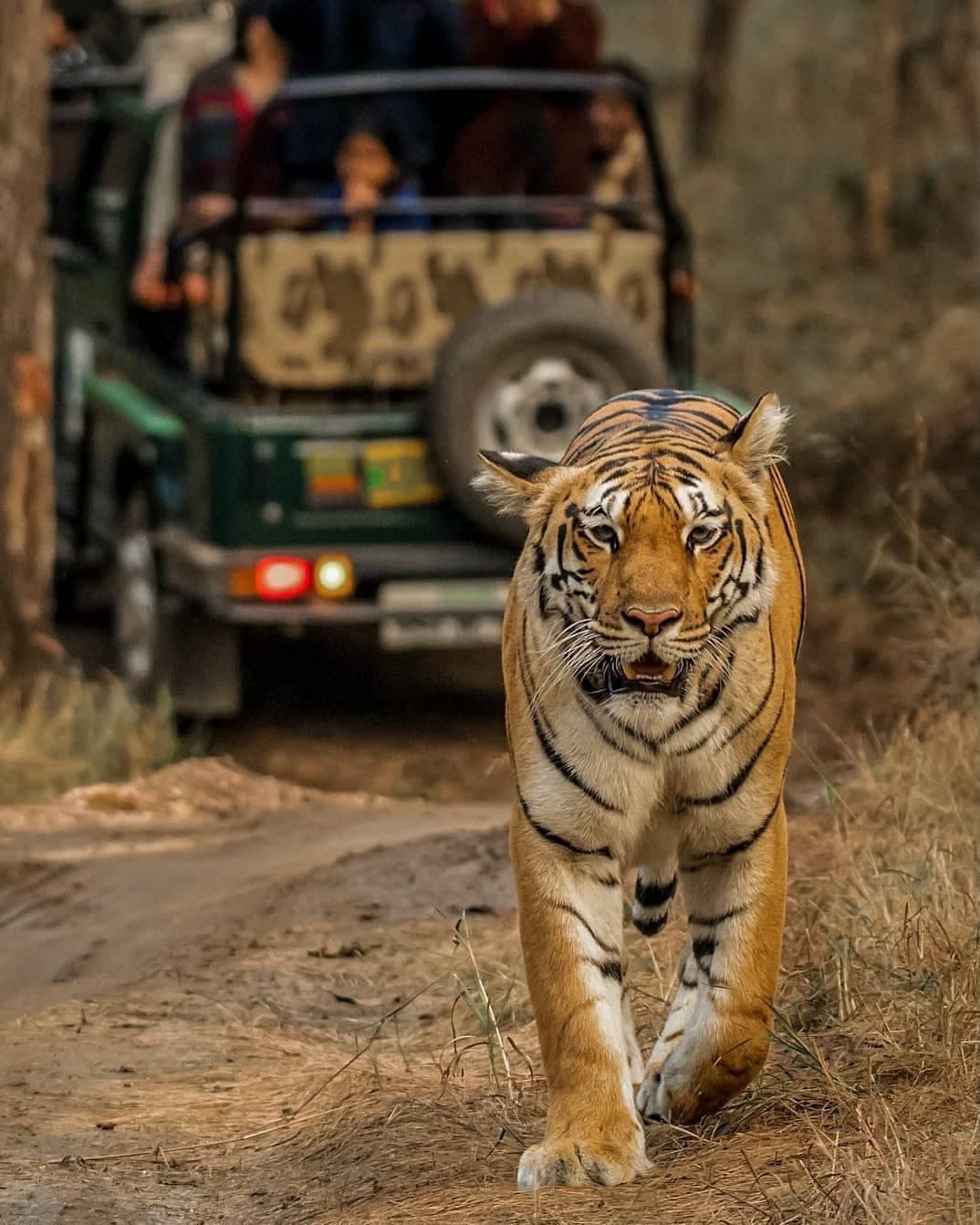 Ranthambore National Park photo 3