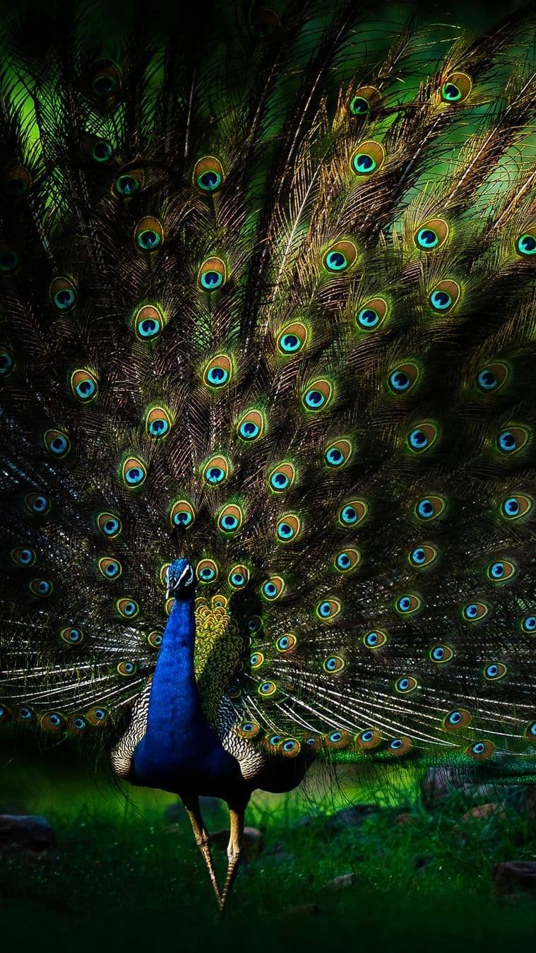 Sundarbans photo 2
