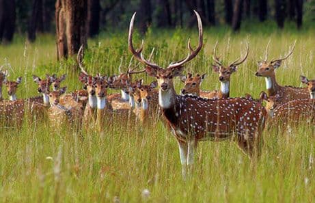 Ranthambore National Park photo 2