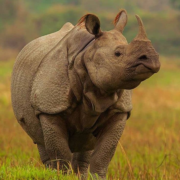 Kaziranga National Park photo 3