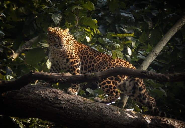 Jim Corbett National Park photo 2