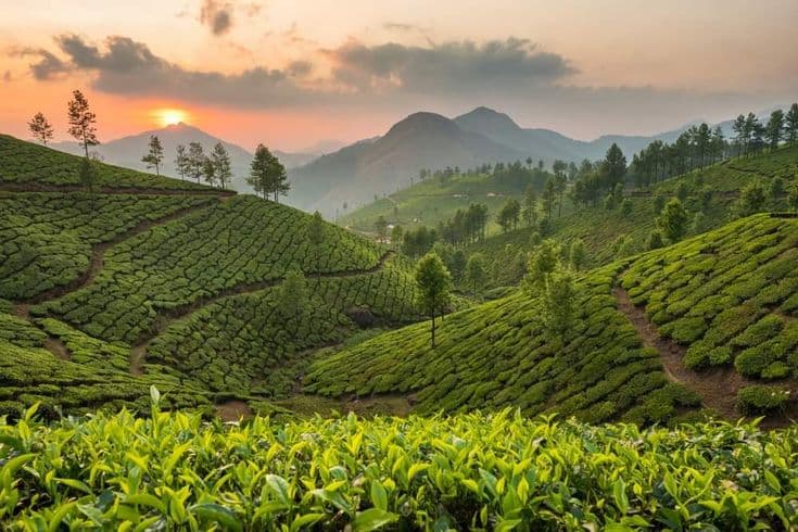 Munnar Tea Gardens, Kerala - Travel Photo